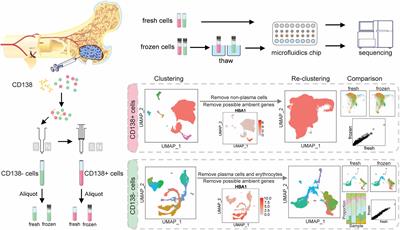 Cryopreservation Preserves Cell-Type Composition and Gene Expression Profiles in Bone Marrow Aspirates From Multiple Myeloma Patients